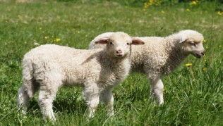 lamb-of-god free photo
