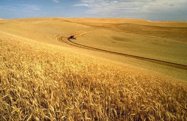 Harvest Season ~ CHRISTian poetry by deborah ann ~ photo wikipedia
